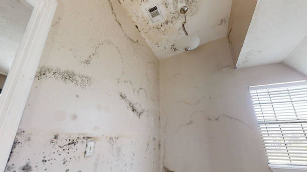 Best Mold-Related Health Consultation  in Quakertown, PA