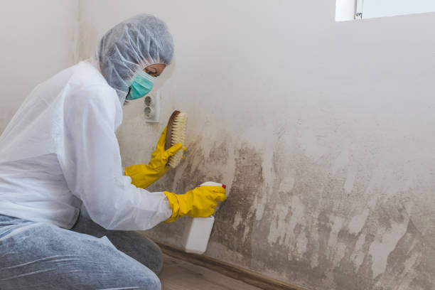 Quakertown, PA Mold Removal Company